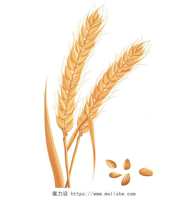 芒种麦子金灿灿小麦PNG素材芒种二十四节气